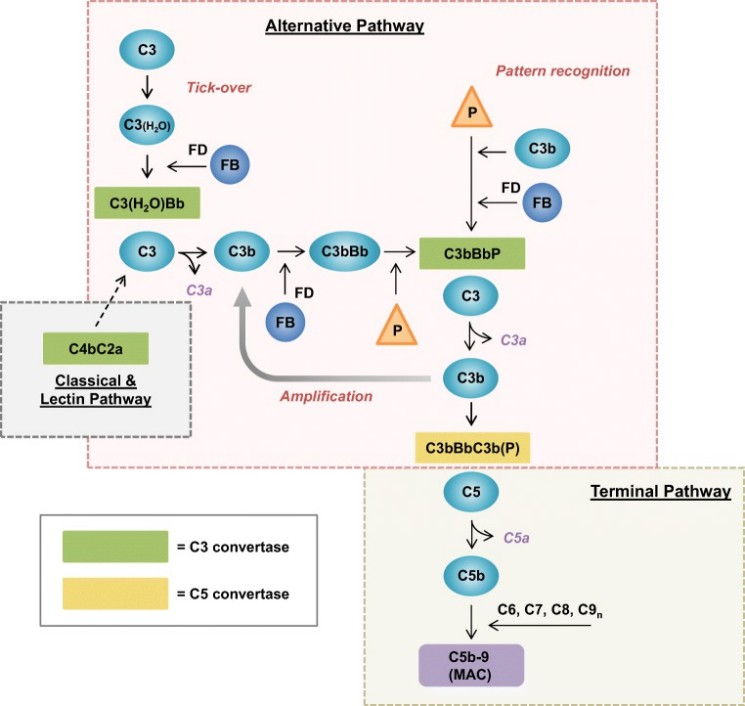 Complement factor P is involved in alternative pathway activation (The 'P' in the yellow triangle)