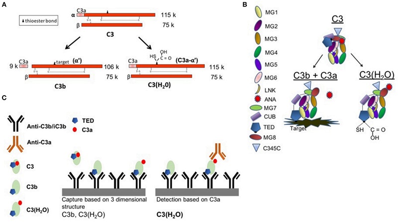 C3(H2O) ELISA set-up.