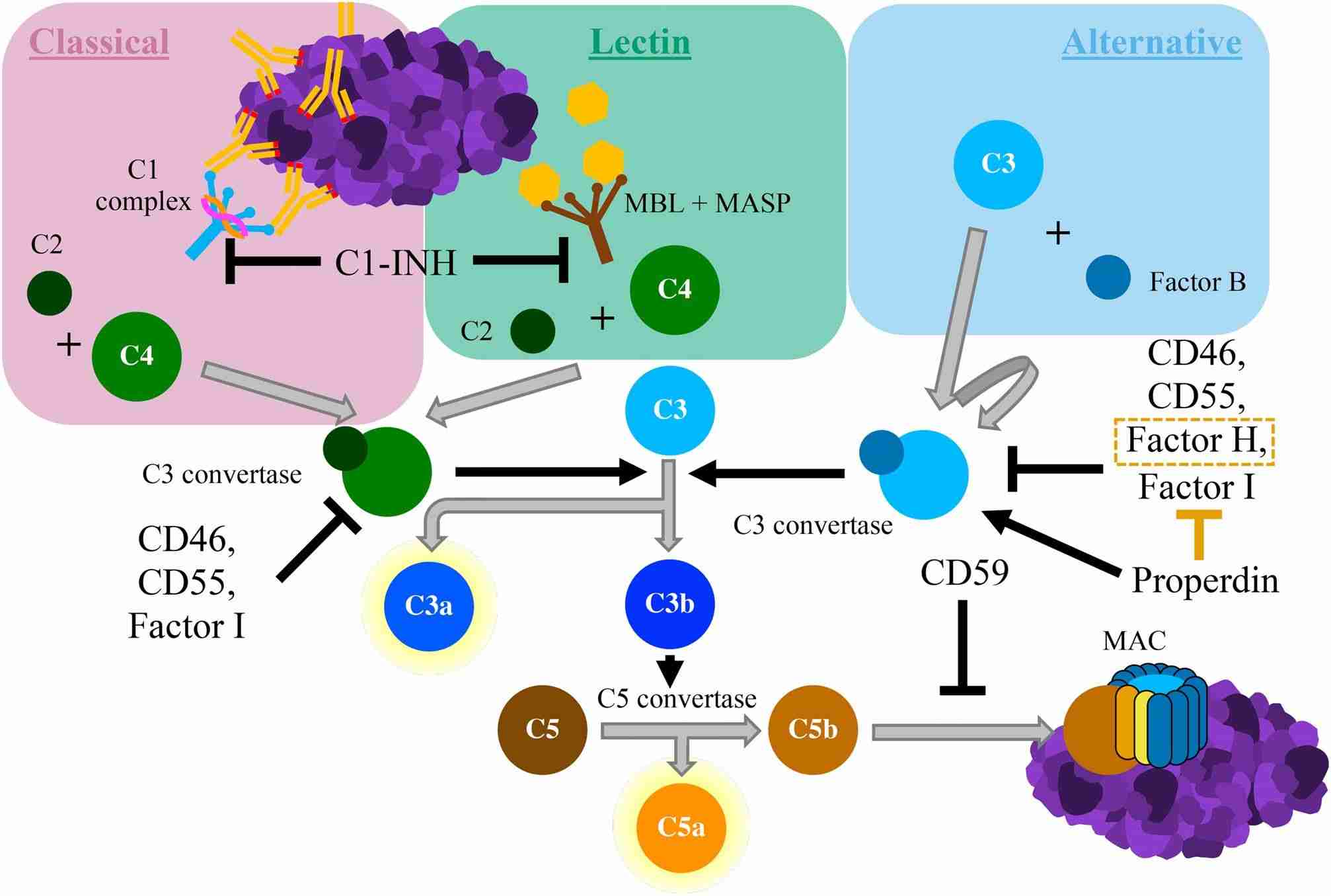 Fig. 1 Complement system and its targeted modulation. （Yarmoska et al., 2021)