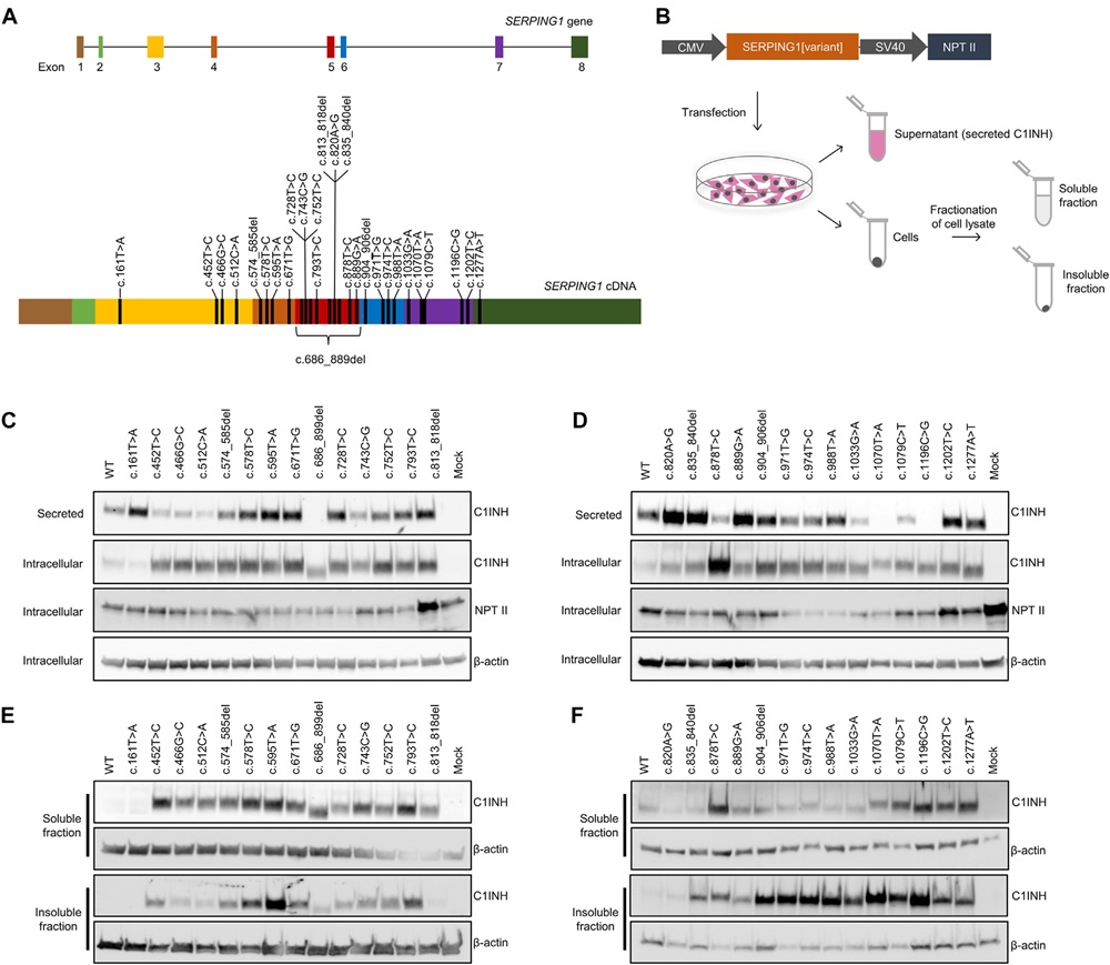 Intracellular and extracellular expression characteristics for studied SERPING1 variants.