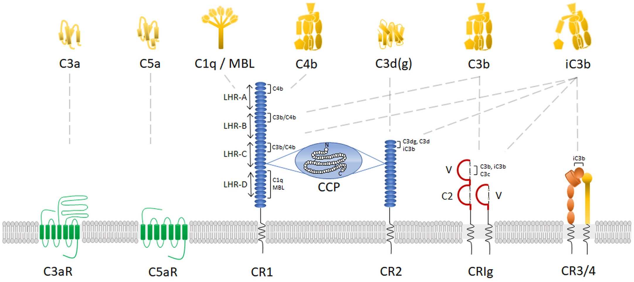 Fig. 3 Complement receptors. (Vandendriessche et al., 2021)