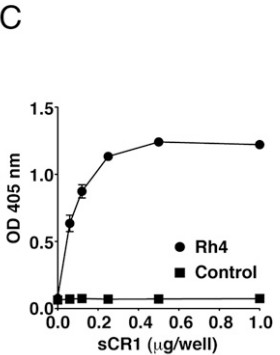 Measurement of the interaction between sCR1 and PfRh4 based on ELISA