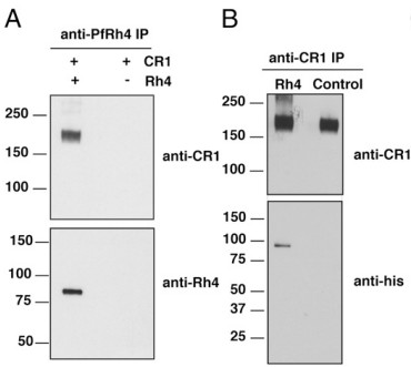 Measurement of the interaction between sCR1 and PfRh4 based on immunoprecipitation