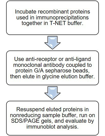 Immunoprecipitation