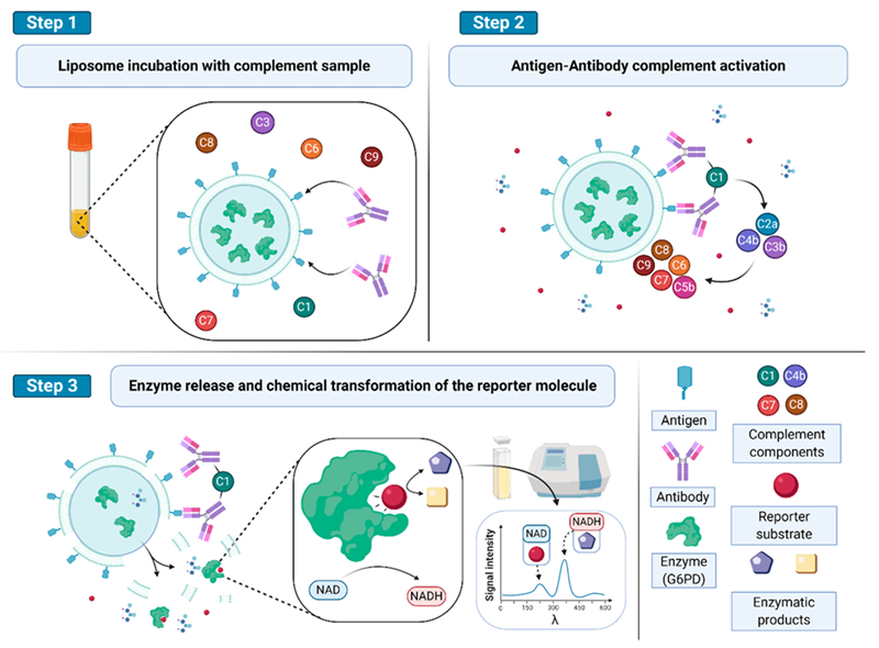Detection of complement and antibody (Ab) activity in blood samples.