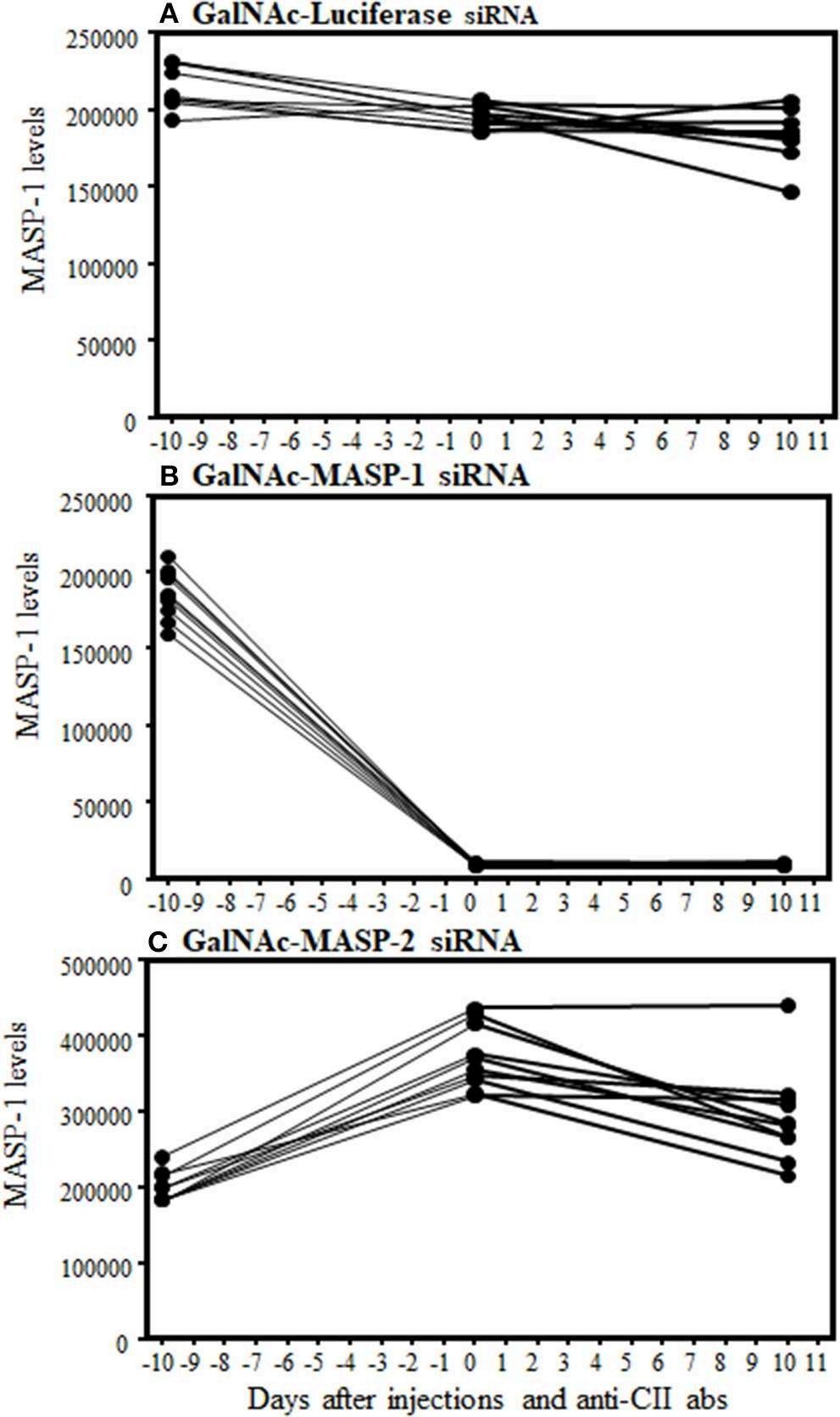 Time-resolved immunoflorometric assay for MASP1 levels showing a decrease in the absolute levels of MASP1 protein in the circulation of mice arthritic injected with GalNAc-MASP1-siRNA.