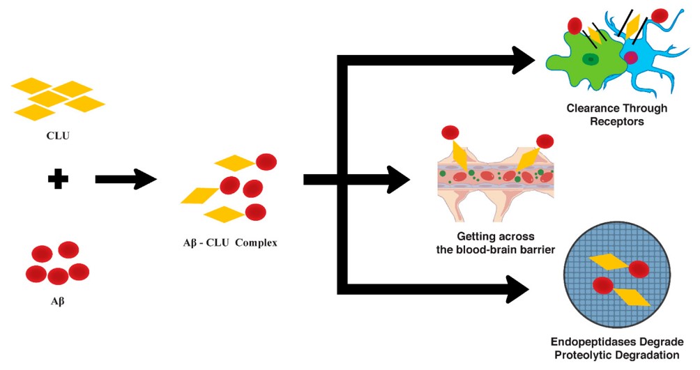 The role of CLU in the local clearance of soluble Aβ in Alzheimer’s disease.