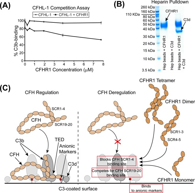 The ability of wild-type CFHR1 protein to disrupt the engagement of CFHL-1 to C3b in a dose-dependent manner.