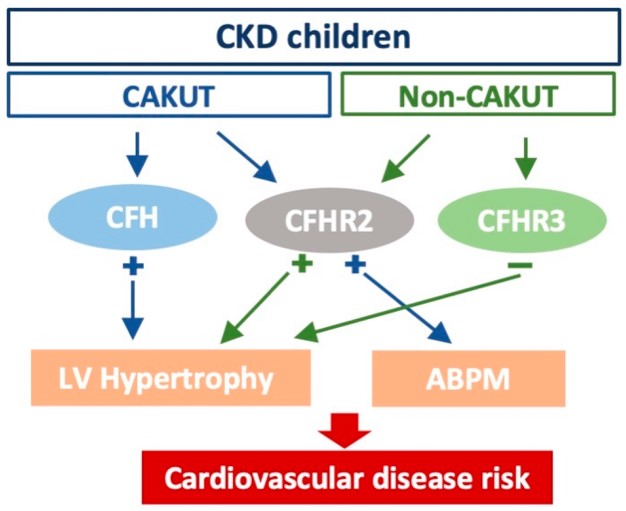 CFH and CFHR2 have a positive correlation with the LV mass, LVMI, and an abnormal ABPM profile in children with CKD.