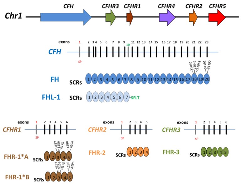 Structure characterization of CFHR3.
