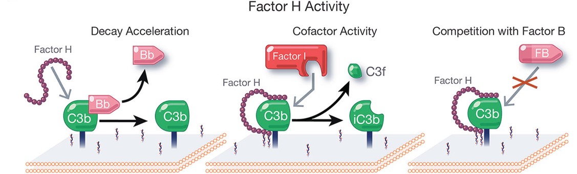 Several Factor H domains participate in binding C3 fragments and/or polyanions.