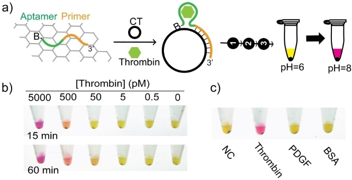 RCA-litmus test coupled with anti-thrombin aptamer and rGO for thrombin detection.