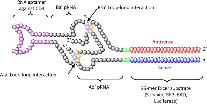 Anti-CD4 aptamer mediated small interfering (si)RNA delivery.