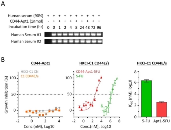Serum stability and drug guiding capability of CD44-Apt1.