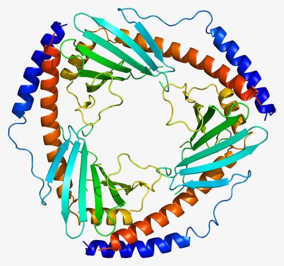 Fig. 1 Complement C1QBP structure. （By Emw - Own work, https://commons.wikimedia.org/wiki/File:Protein_C1QBP_PDB_1p32.png)