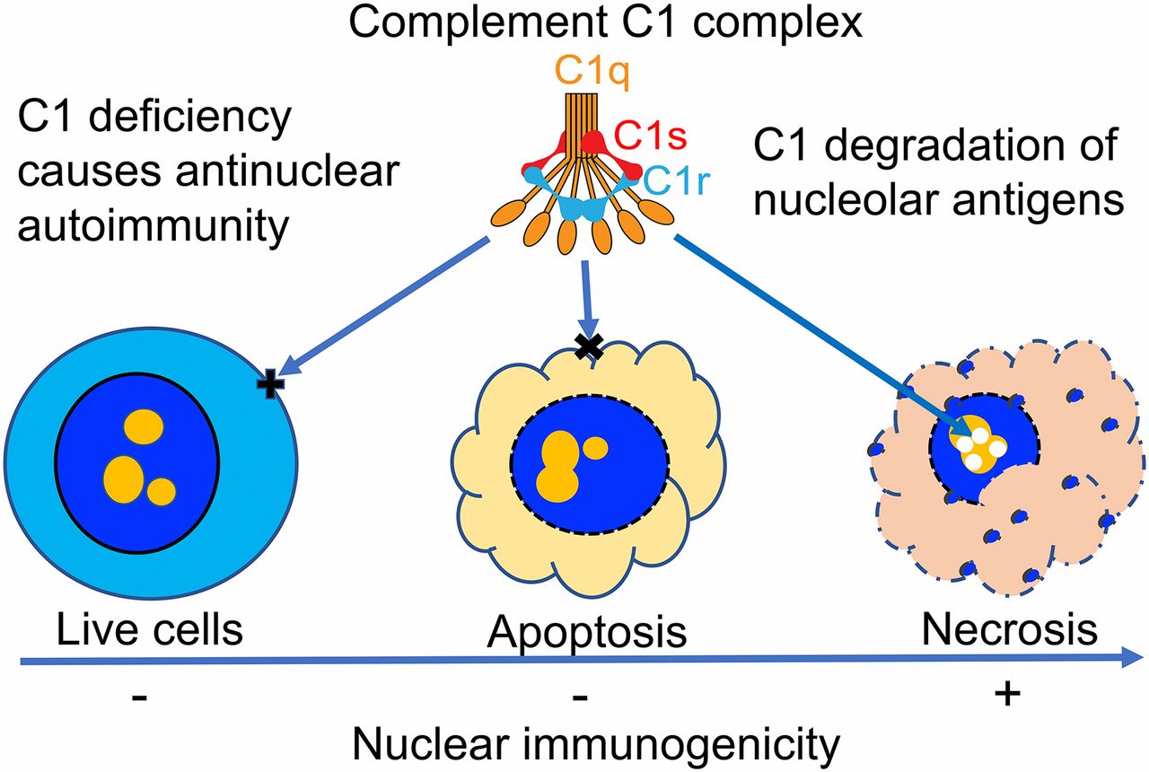 Schematic illustration of C1 complex responses to nucleoli in live, apoptotic, and necrotic cells.