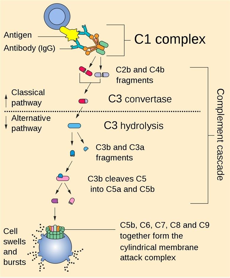 Fig, 1 C3b involved in the alternative pathway. （https://commons.wikimedia.org/wiki/File:Complement_pathway.svg)