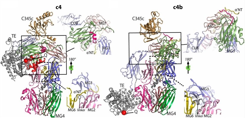 The structural changes accompanying activation of C4 and its transition to C4b.