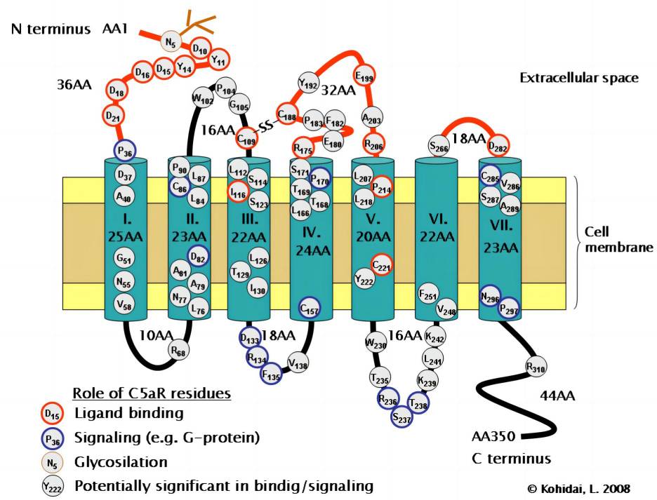 Fig. 1 Schematic representation of complement C5a receptors (C5aRs). (From Wikipedia: By Kohidai, L., https://commons.wikimedia.org/wiki/File:C5a-receptor.png)