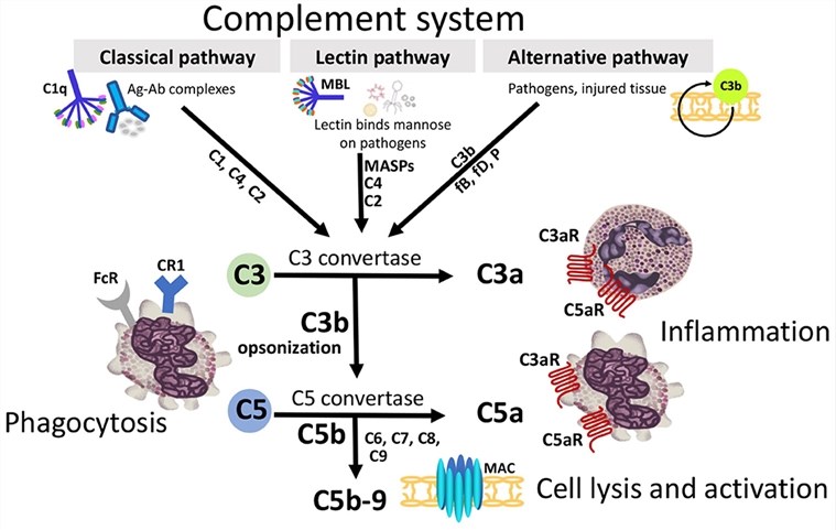 Three extracellular complement initiation pathways culminate in a common terminal pathway.