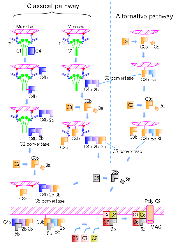 Fig. 1 C5 convertase is involved in classical and alternative pathways. (From Wikipedia: By Tossh_eng, https://upload.wikimedia.org/wikipedia/commons/b/b0/Complement-pathways.png)
