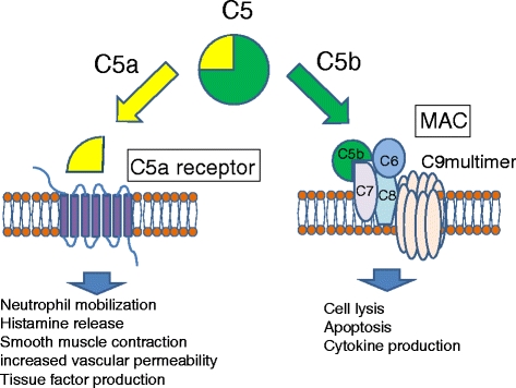 Activation of C5 by C5 convertase leads to the generation of C5a and C5b.