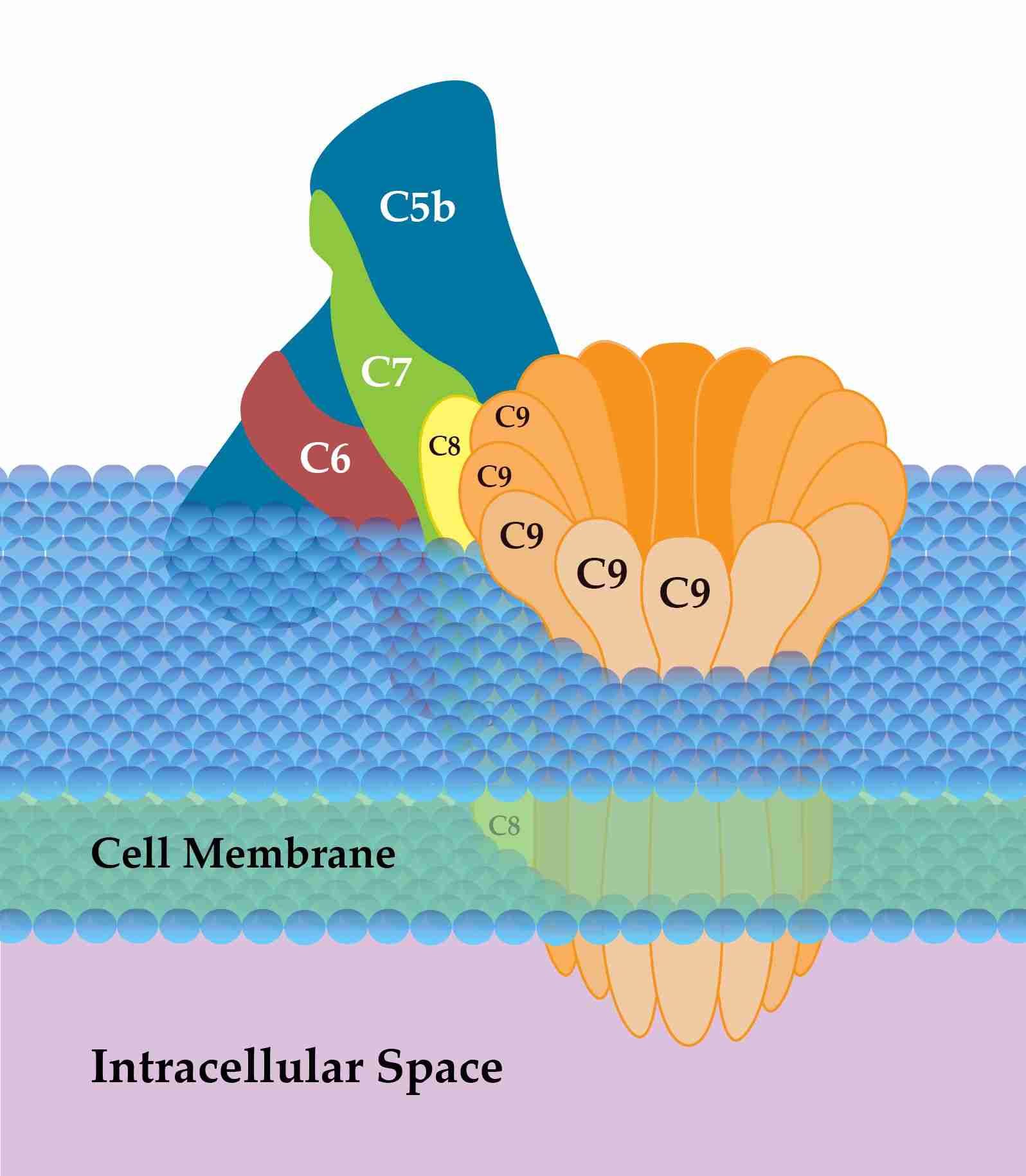 Fig. 1 C7 is the significant component of MAC. （By SLiva2016, Own work, https://commons.wikimedia.org/wiki/File:Membrane_Attack_Complex_(Terminal_Complement_Complex_C5b-9).png)