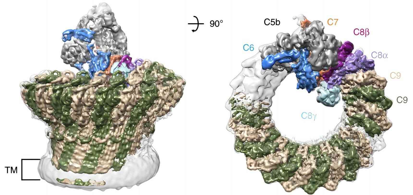 C8G is a part of MAC pore structure.