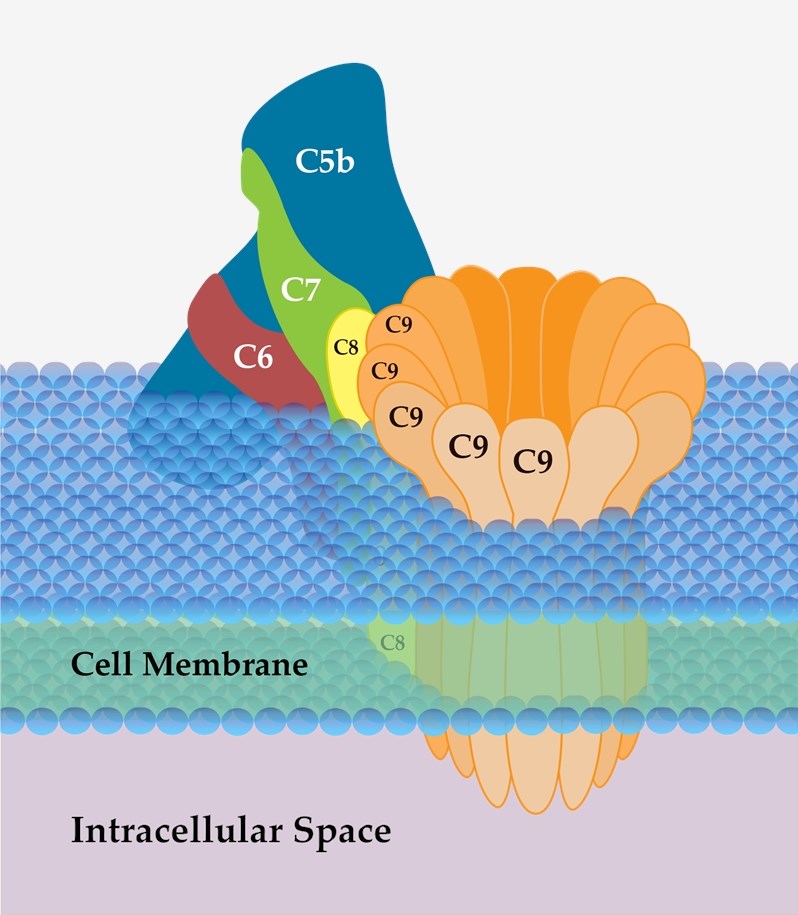 Fig 1. The structure of the MAC. （By SLiva2016, Own work, https://commons.wikimedia.org/wiki/File:Membrane_Attack_Complex_(Terminal_Complement_Complex_C5b-9).png)