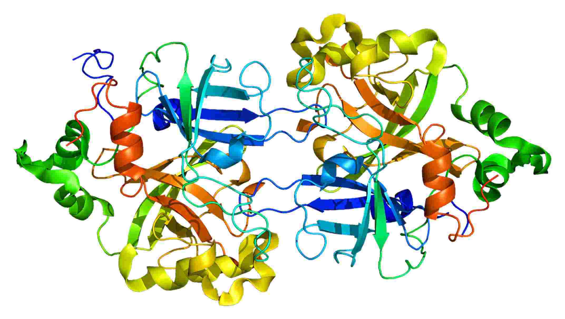 Fig. 1 Structure of factor B. （By Emw - Own work, https://commons.wikimedia.org/wiki/File:Protein_CFB_PDB_1dle.png)