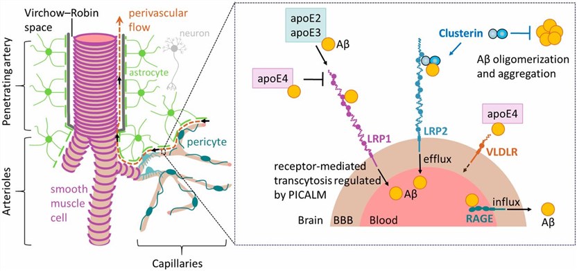 Role of clusterin in the brain vascular clearance of amyloid-β.