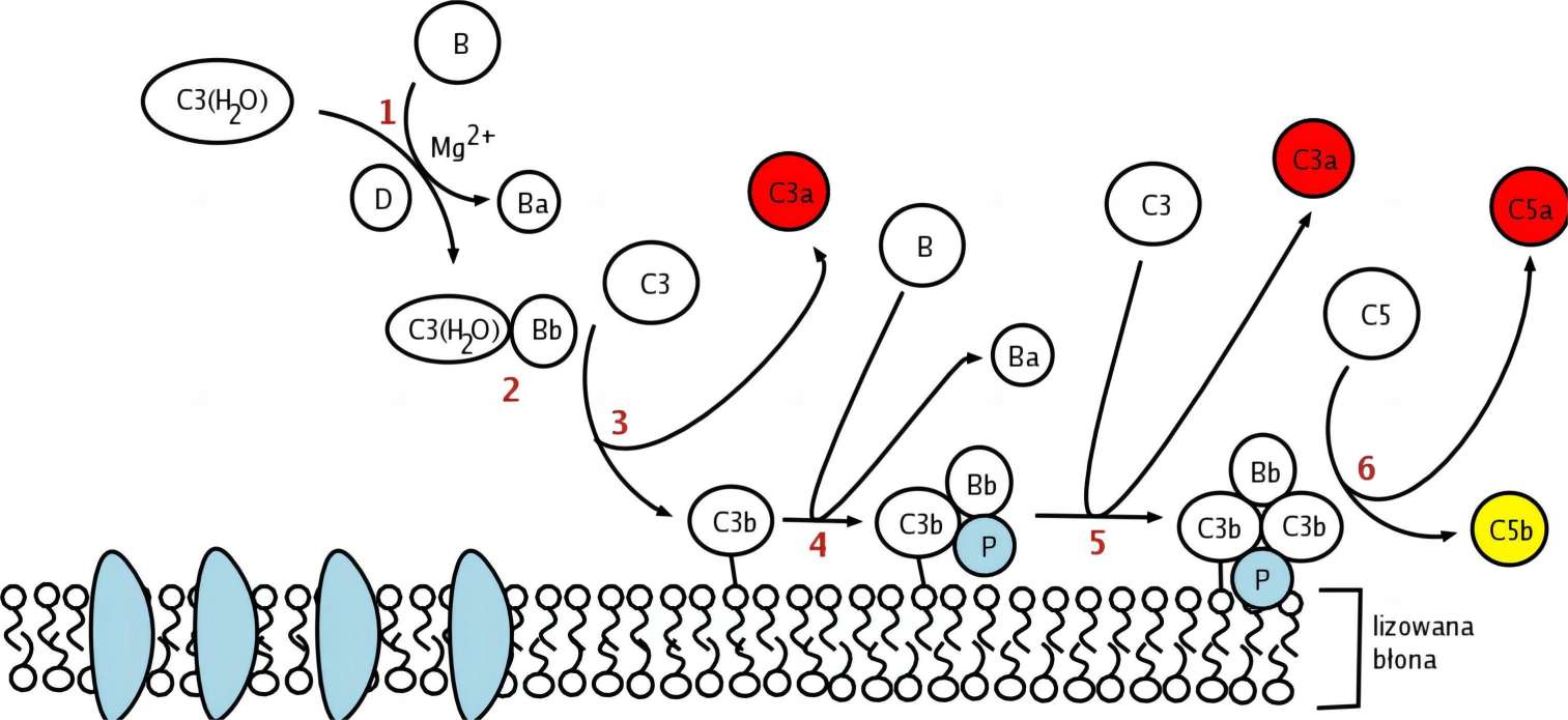 Role of Factor D in the alternative pathway.