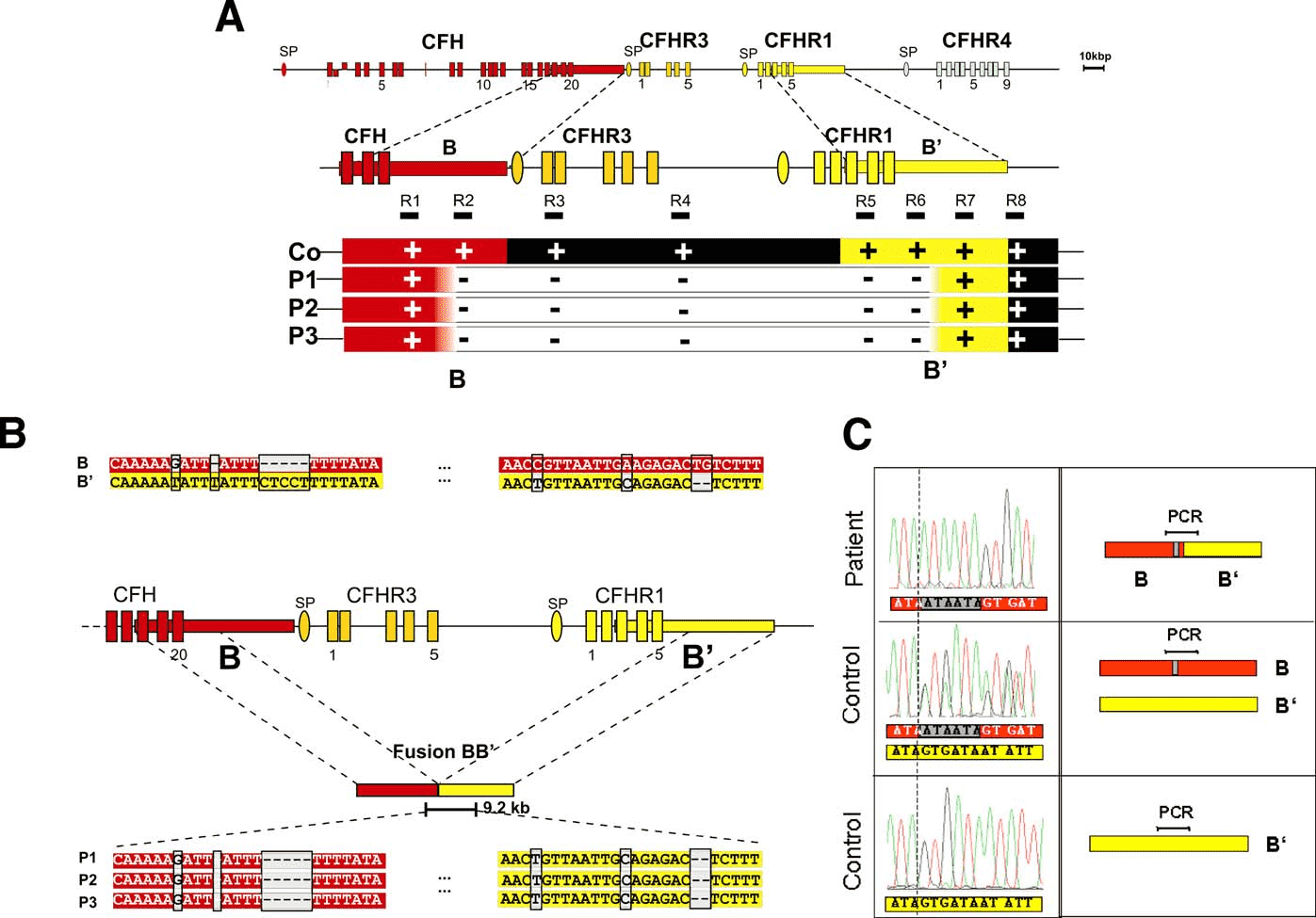 Map of the Human Factor H Gene Cluster.
