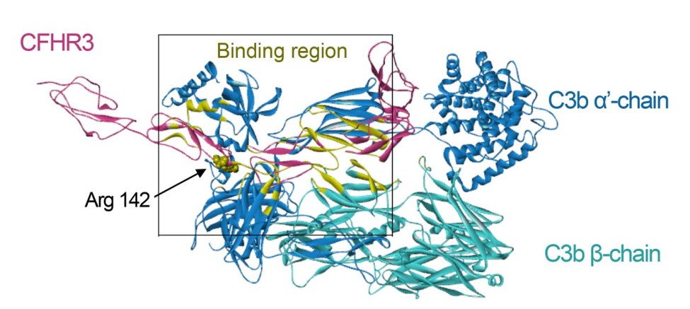 Three-dimensional models of CFHR3/C3b complex.