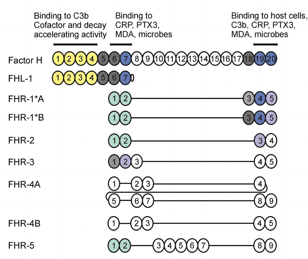CFHR4 belongs to the human factor H protein family.