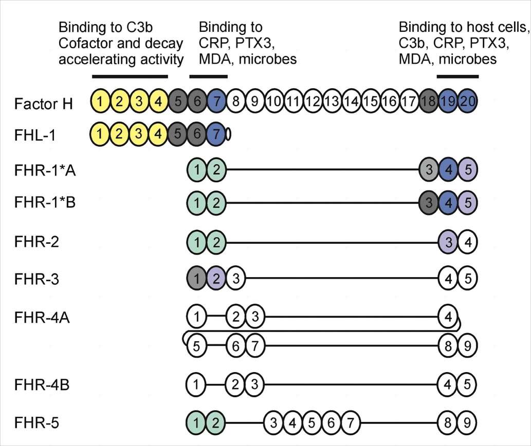 Domains homologous to complement control protein domains 6–9 and 18–20 of FH in CFHR5.
