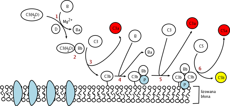 The illustration of activation mechanisms of the alternative pathway.
