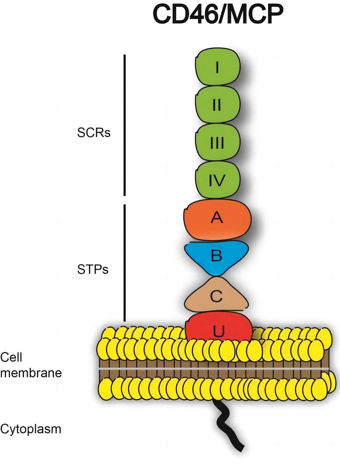 Fig. 1 Structure of CD46. （Delpeut et al., 2014) 