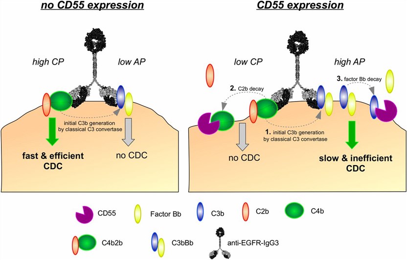 Overview of complement activation by human anti-EGFR-IgG3 in the context of CD55 expression. 