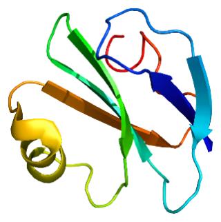 Fig. 1 The structure of human CD59. （By Emw - Own work, https://commons.wikimedia.org/wiki/File:Protein_CD59_PDB_1cdq.png)
