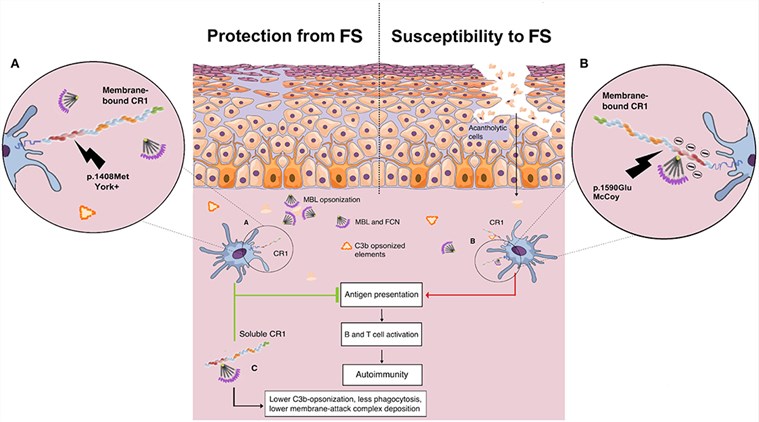 Proposed role of CR1 polymorphisms of the Knop blood group and soluble CR1 in susceptibility to endemic pemphigus foliaceus.