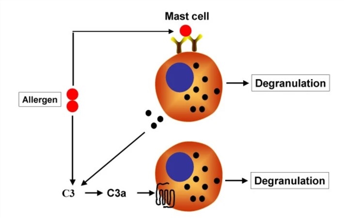 Proposed interaction between FcεRI and C3aR leading to mast cell activation.