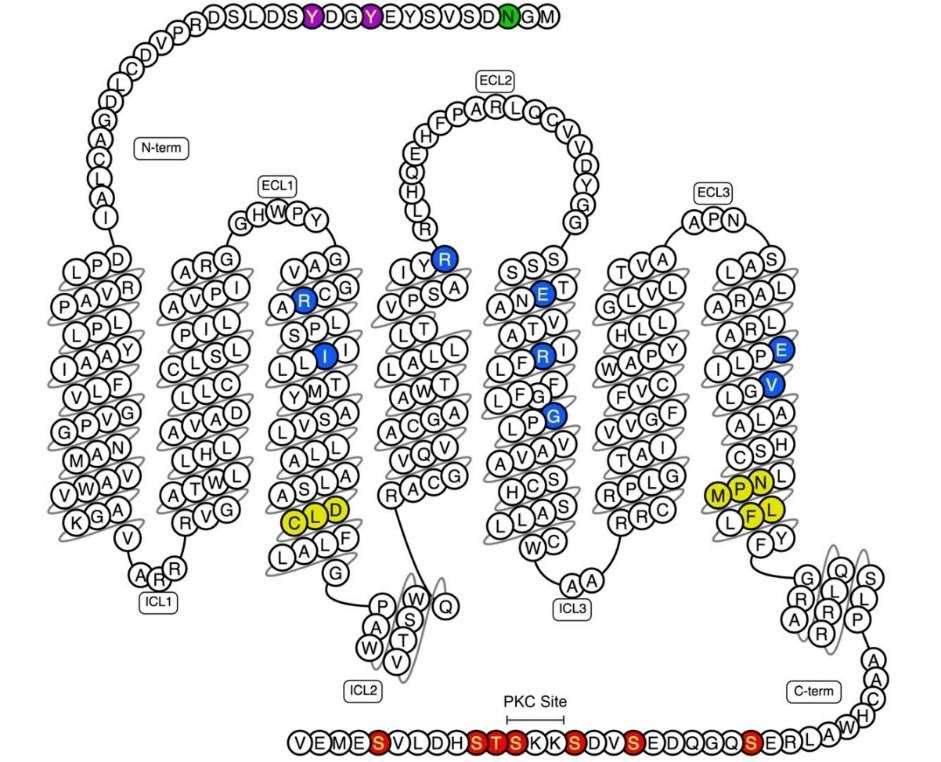 Protein structure of the complement C5aR2.