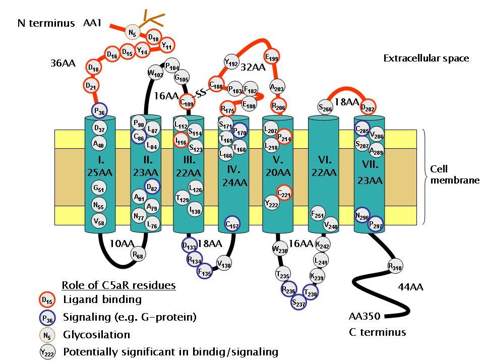 Structure of C5aR.