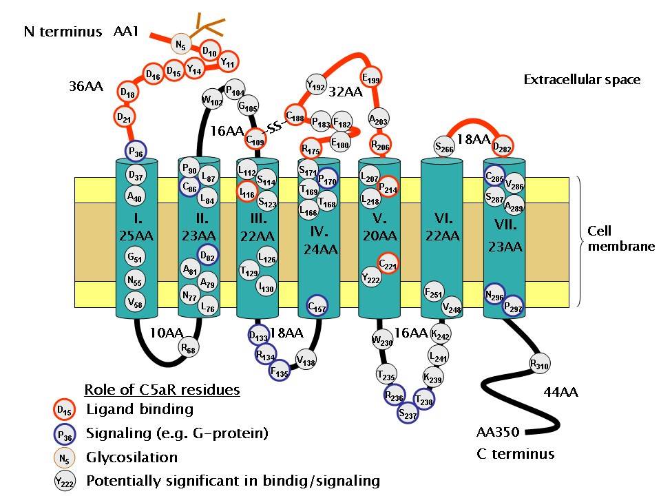 Fig. 1 Structure of C5aR. (From Wikipedia: By Kohidai, L., https://commons.wikimedia.org/wiki/File:C5a-receptor.png)