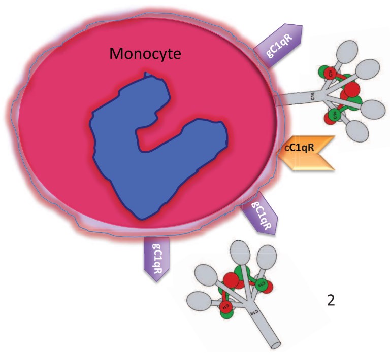 Circulating blood monocytes express C1 and C1qRs.