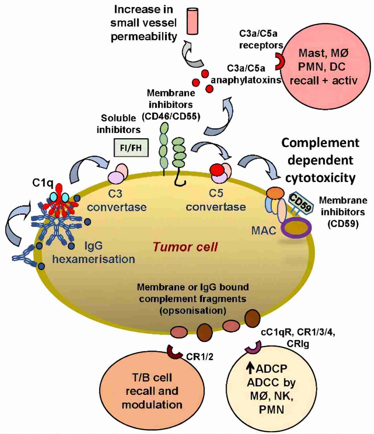 The role of CRIg on tumor cells.