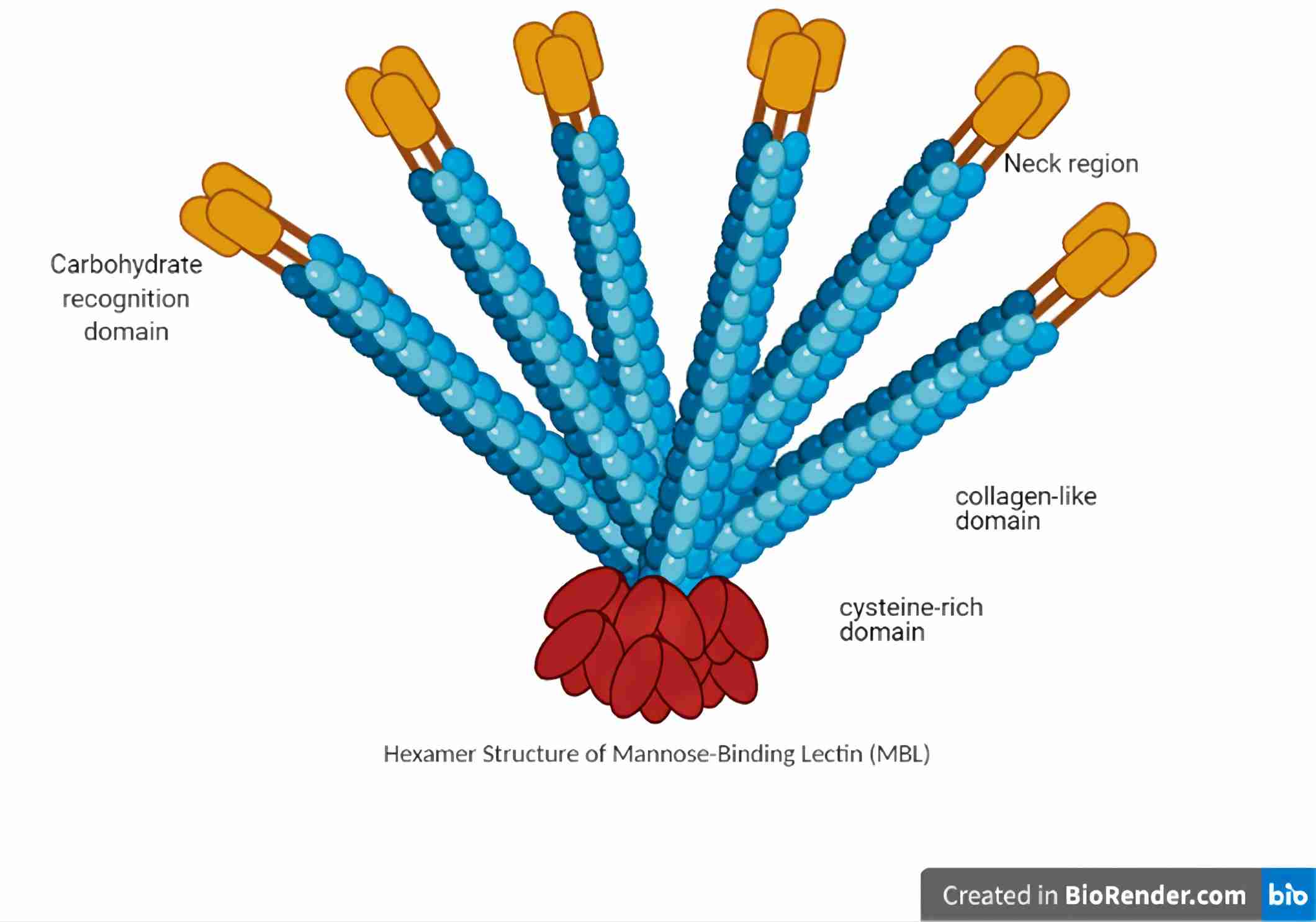 Fig. 1 The structure of MBL. （Idowu et al., 2021)