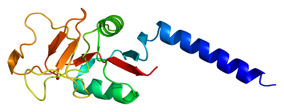 MBL2 structure.