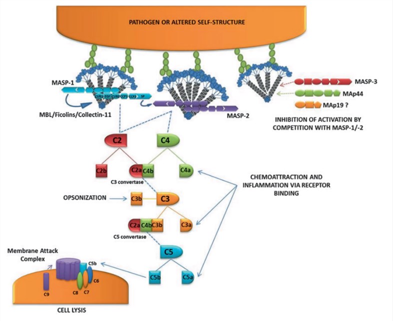 MASP molecules in the activation of the lectin pathway.